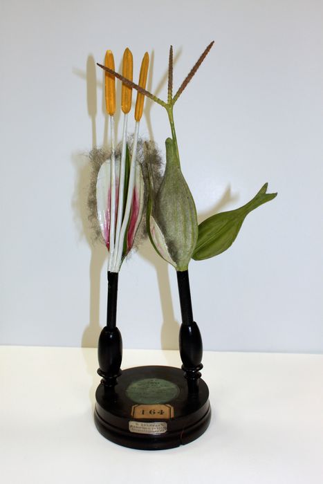 modèle de fleur articulé Brendel : laiche hérissée - © Ministère de la Culture (France), Direction Régionale des Affaires Culturelles de Bourgogne-Franche-Comté – Tous droits réservés