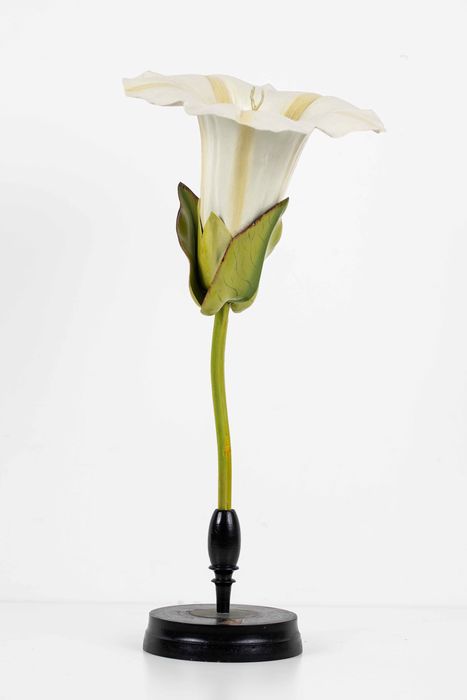 modèle de fleur articulé Brendel : liseron des haies - © Ministère de la Culture (France), Direction Régionale des Affaires Culturelles de Bourgogne-Franche-Comté – Tous droits réservés 