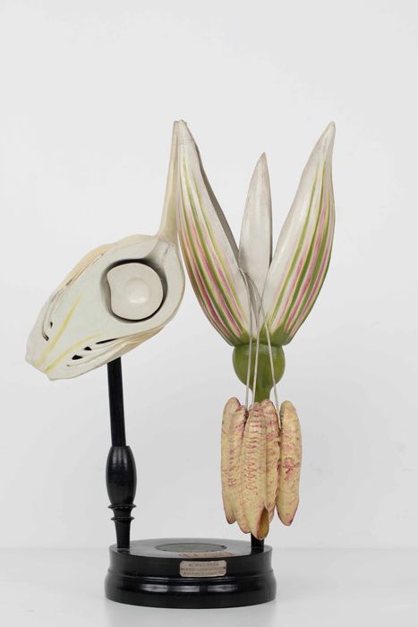 modèle de fleur articulé Brendel : maïs - © Ministère de la Culture (France), Direction Régionale des Affaires Culturelles de Bourgogne-Franche-Comté – Tous droits réservés