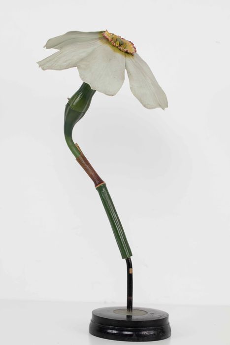 modèle de fleur articulé Brendel : narcisse des poètes - © Ministère de la Culture (France), Direction Régionale des Affaires Culturelles de Bourgogne-Franche-Comté – Tous droits réservés 