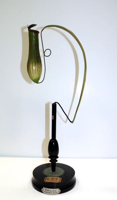 modèle de fleur articulé Brendel : nepenthes - © Ministère de la Culture (France), Direction Régionale des Affaires Culturelles de Bourgogne-Franche-Comté – Tous droits réservés