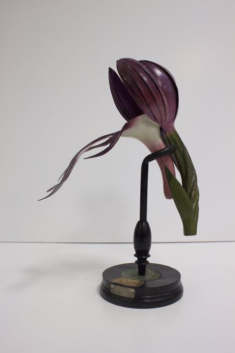 modèle de fleur articulé Brendel : orchis Bourgogne