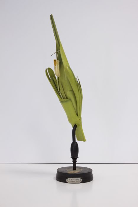 modèle de fleur articulé Brendel : orge à deux rangs - © Ministère de la Culture (France), Direction Régionale des Affaires Culturelles de Bourgogne-Franche-Comté – Tous droits réservés