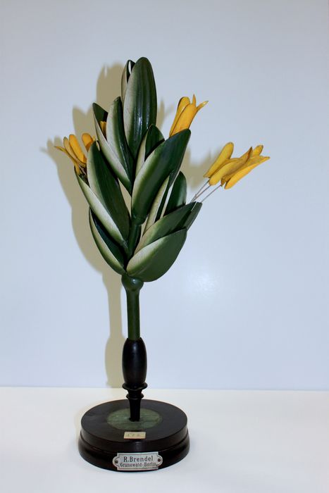 modèle de fleur articulé Brendel : pâturin des prés - © Ministère de la Culture (France), Direction Régionale des Affaires Culturelles de Bourgogne-Franche-Comté – Tous droits réservés