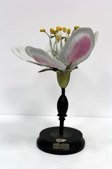 modèle de fleur articulé Brendel : poirier