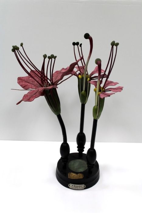 modèle de fleur articulé Brendel : salicaire commune