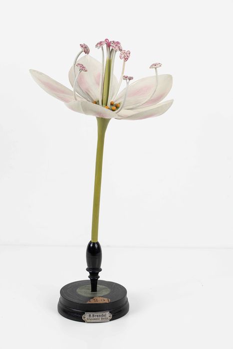 modèle de fleur articulé Brendel : sarrasin - © Ministère de la Culture (France), Direction Régionale des Affaires Culturelles de Bourgogne-Franche-Comté – Tous droits réservés 
