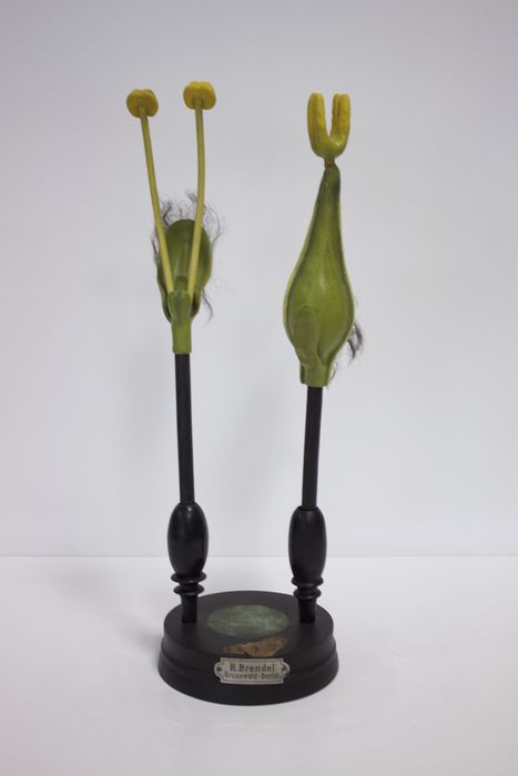 modèle de fleur articulé Brendel : saule blanc - © Ministère de la Culture (France), Direction Régionale des Affaires Culturelles de Bourgogne-Franche-Comté – Tous droits réservés