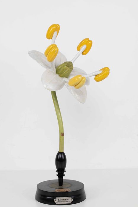 modèle de fleur articulé Brendel : sureau noir - © Ministère de la Culture (France), Direction Régionale des Affaires Culturelles de Bourgogne-Franche-Comté – Tous droits réservés 