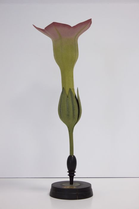 modèle de fleur articulé Brendel : tabac cultivé