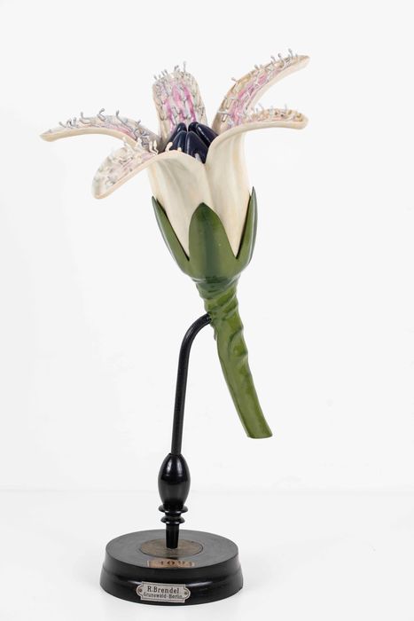 modèle de fleur articulé Brendel : trèfle d'eau - © Ministère de la Culture (France), Direction Régionale des Affaires Culturelles de Bourgogne-Franche-Comté – Tous droits réservés 