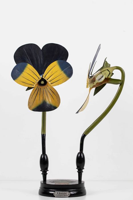 modèle de fleur articulé Brendel : violette - © Ministère de la Culture (France), Direction Régionale des Affaires Culturelles de Bourgogne-Franche-Comté – Tous droits réservés