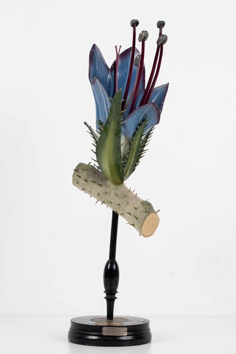 modèle de fleur articulé Brendel : vipérine - © Ministère de la Culture (France), Direction Régionale des Affaires Culturelles de Bourgogne-Franche-Comté – Tous droits réservés 