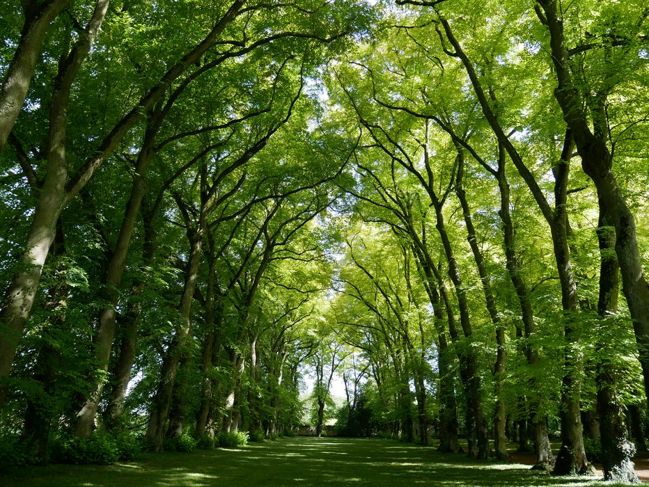 parc, allée de tilleuls