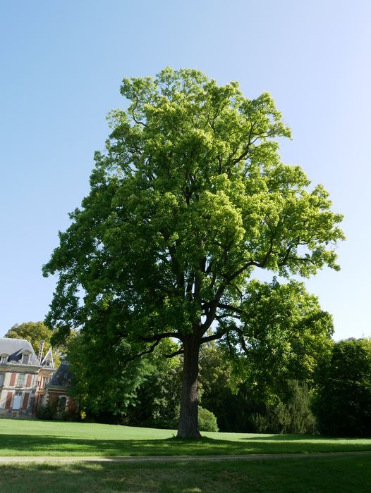 parc, tulipier remarquable