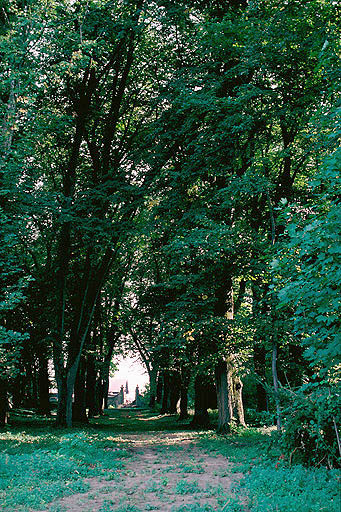 Allée de tilleul au nord du parc