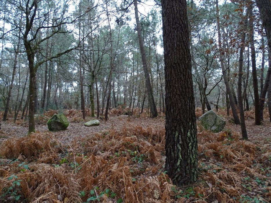 vue partielle des mégalithes dans leur environnement
