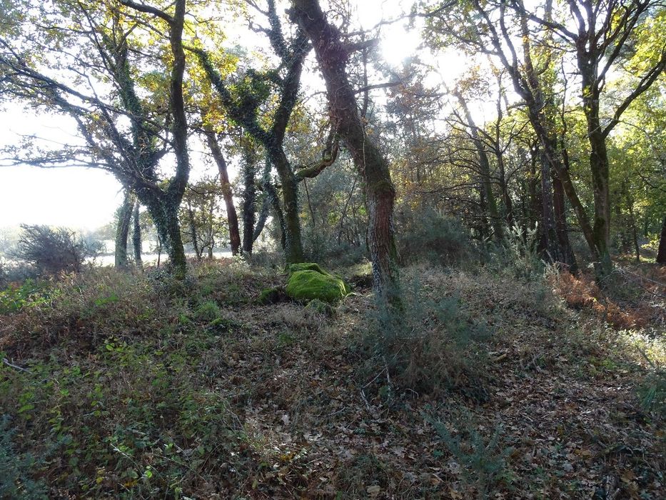 vue partielle des mégalithes dans leur environnement