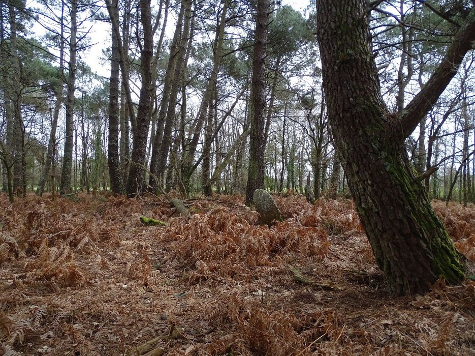 vue partielle des mégalithes dans leur environnement