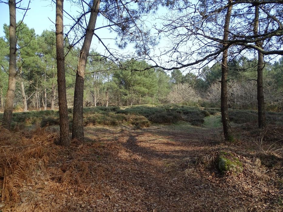 vue générale du tertre dans son environnement