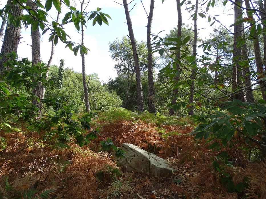 vue partielle des mégalithes dans leur environnement