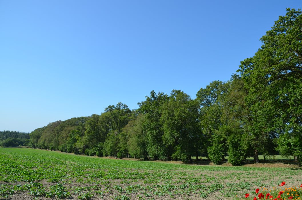 grande allée d’accès sud-nord