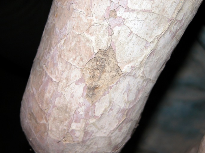 Traces de polychromie antérieure sur la cuisse du Christ.