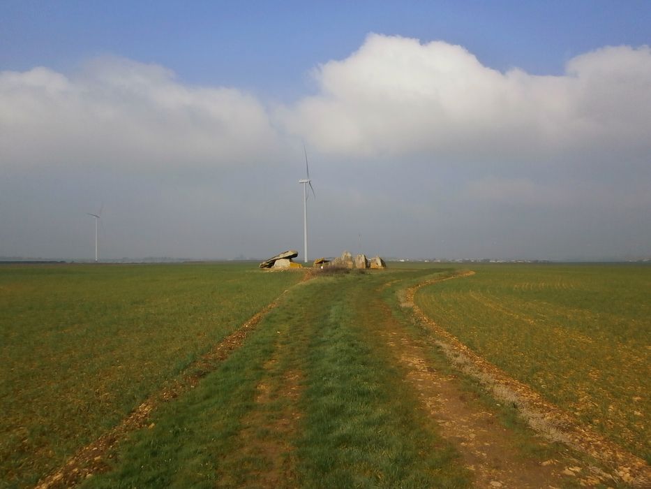 Vue générale des menhirs dans leur environnement