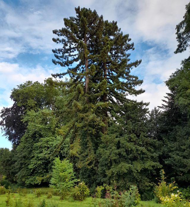 parc, arbres remarquables (séquoïas)