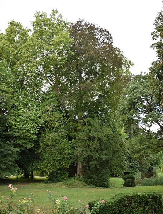 parc, arbre remarquable (hêtre pourpre)