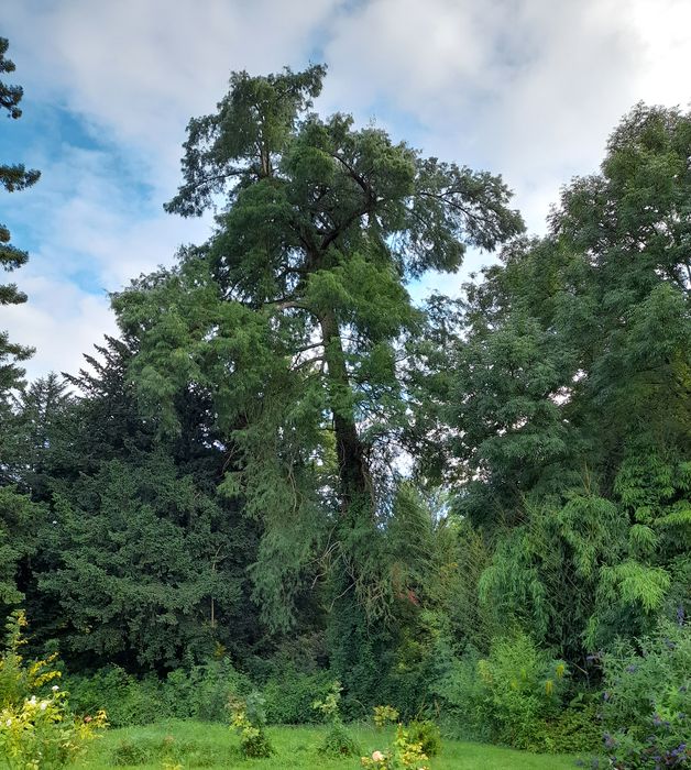 parc, arbre remarquable (cyprès chauve)