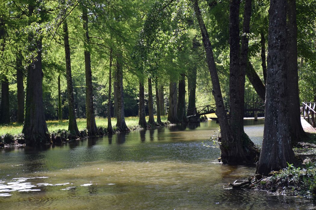 parc, alignement de cyprès chauves