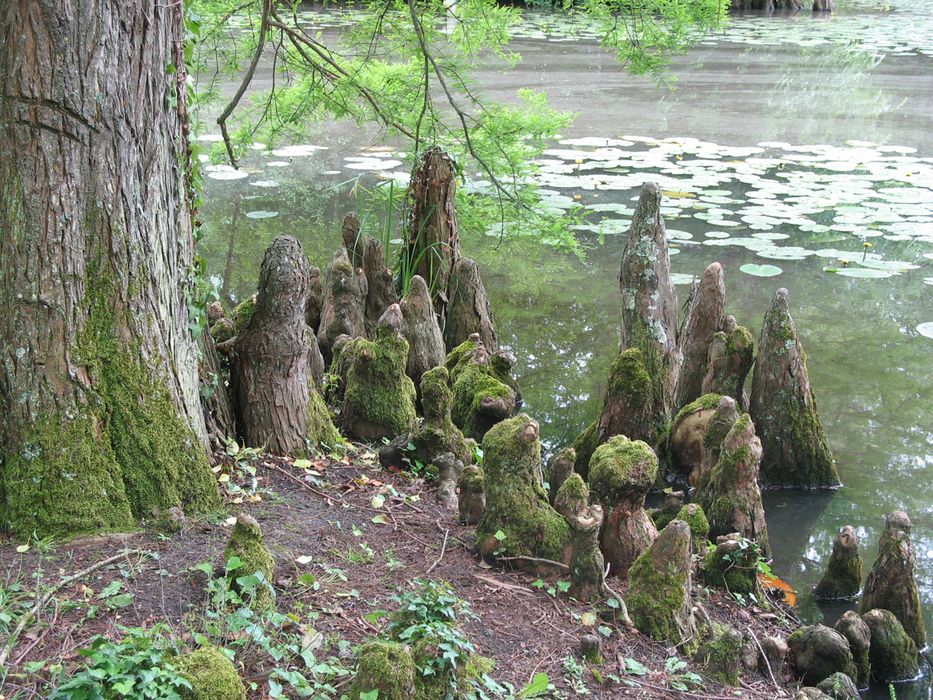 parc, arbre remarquable (cyprès chauve), détail des pneumatophores