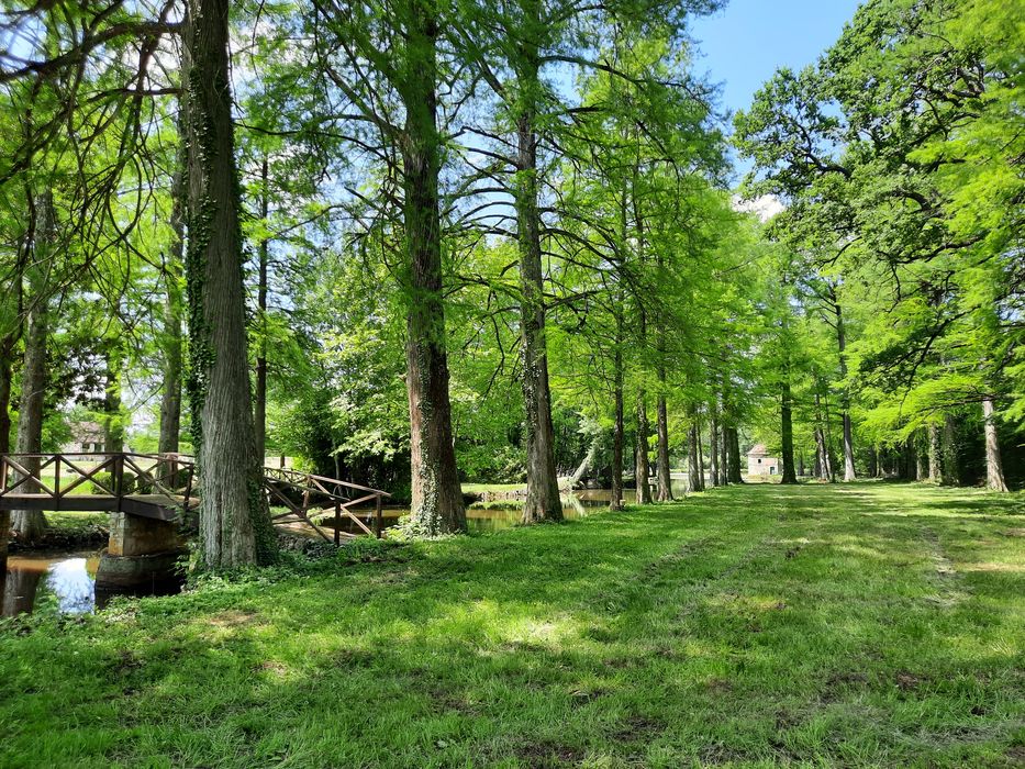 parc, alignement de cyprès chauves