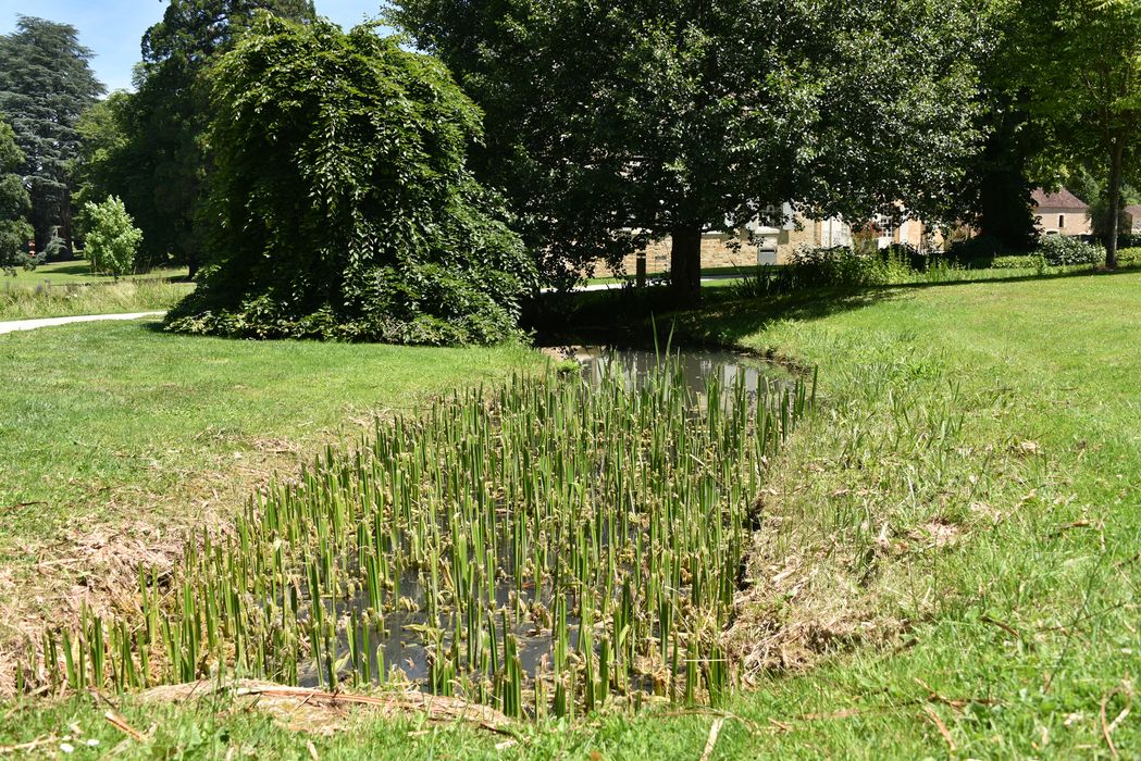 mare du domaine, plantes aquatiques