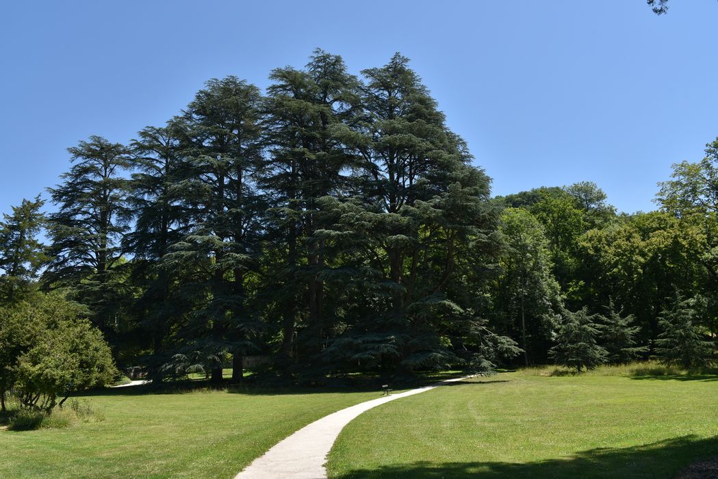 chemin arboré