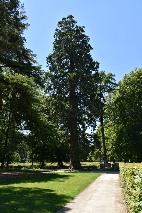 arbres remarquables (séquoia)