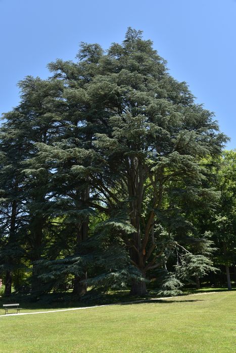 arbres remarquables (cèdre)