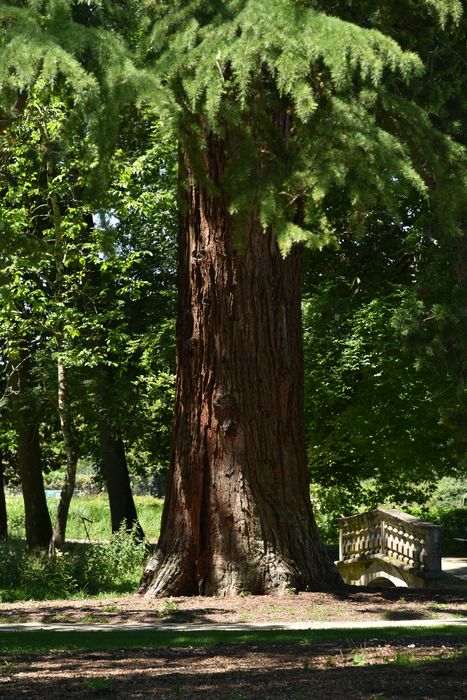 arbres remarquables (séquoia)
