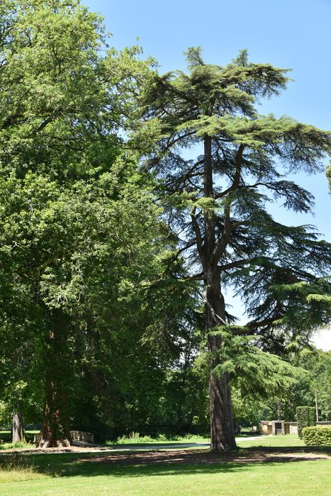 arbres remarquables