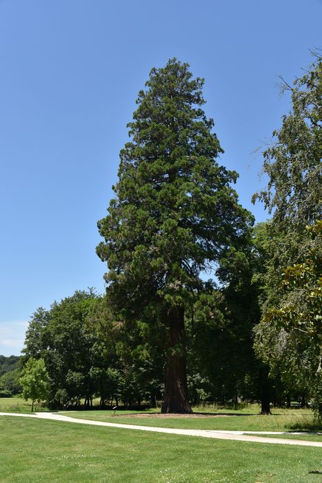 arbres remarquables (séquoia)