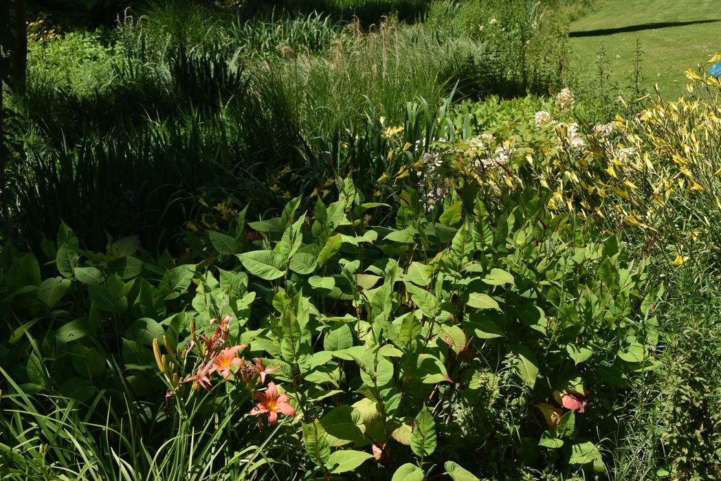 massif fleuri