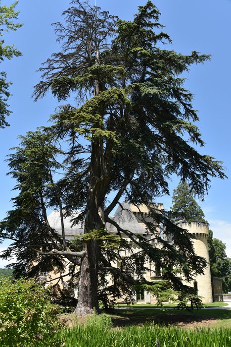 arbres remarquable (cèdre)