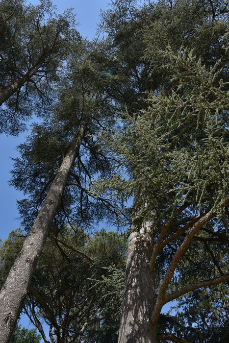 arbres remarquables