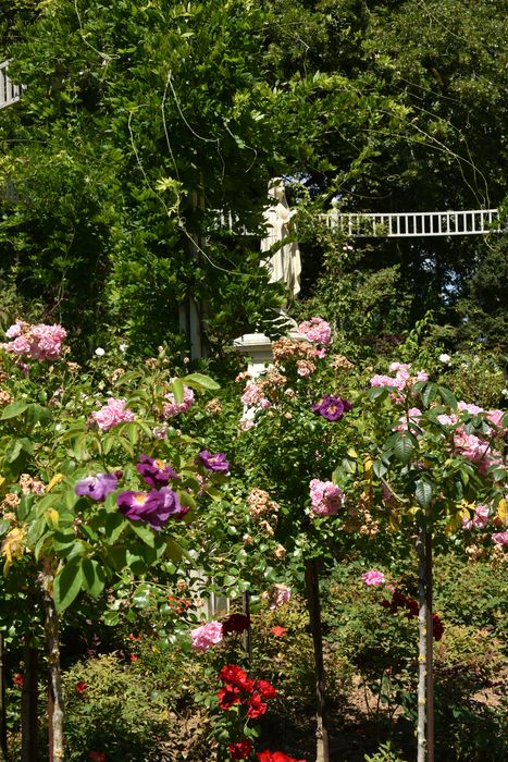 massif fleuri