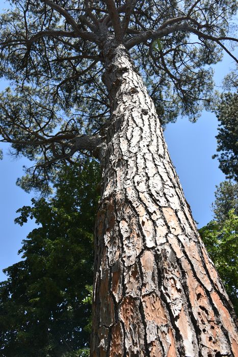 arbre remarquable