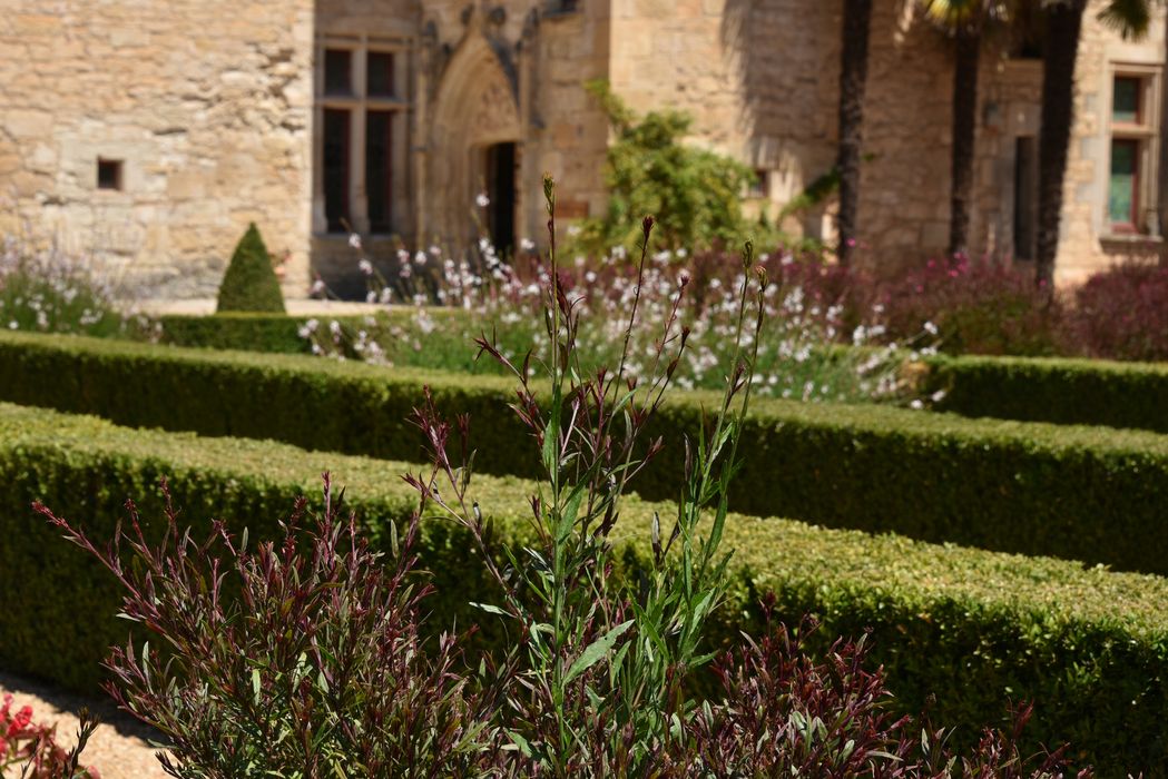 plantes, détail