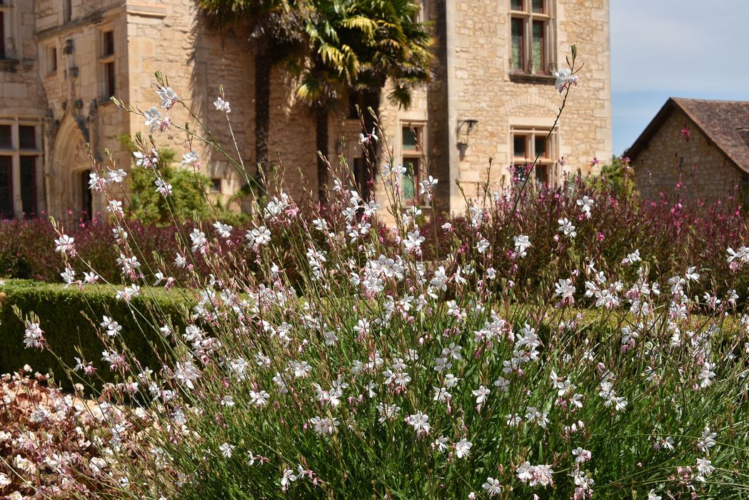 plantes et fleurs, détail