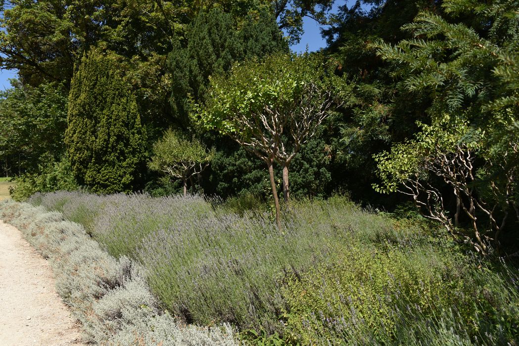 massif fleuri, haie