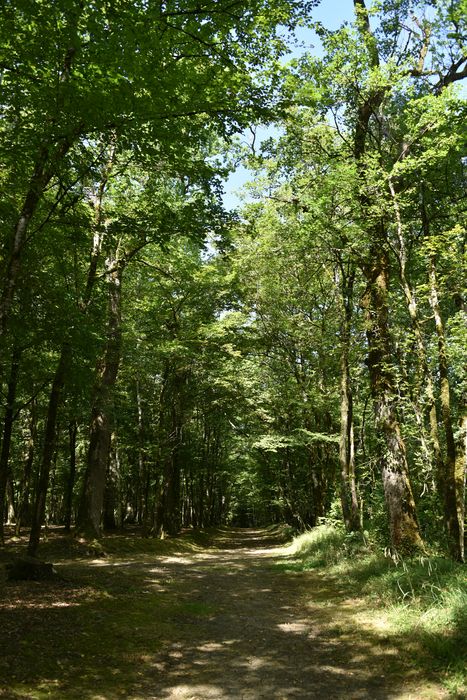 allée arborée